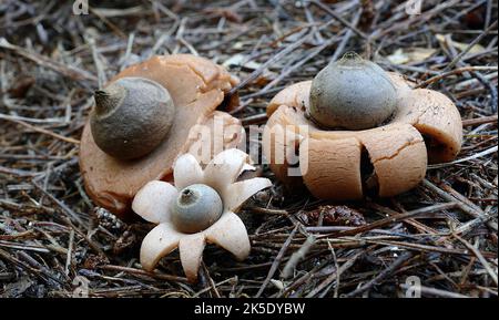Geastraces è un ordine di basidiomiceti gasterocarpici (funghi) che sono correlati a Cantharellales. L'ordine contiene la singola famiglia Geastraceae, c Foto Stock