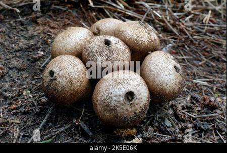 Apioperdon piryforme comunemente noto come puffball a forma di pera o puffball moncone, è un fungo saprobico presente in gran parte del mondo. Emergendo in autunno, questo puffball è comune e abbondante sui tronchi decadenti sia di legno deciduo che di legno di conifere. È considerata una scelta commestibile quando ancora immatura e la carne interiore è bianca. È spesso chiamato Lycooperdon piryform, ma è stato trasferito ad Apioperdon nel 2017 sulla base di differenze filogenetiche e morfologiche. È l'unica specie del genere.??Credit: BSpragg Foto Stock