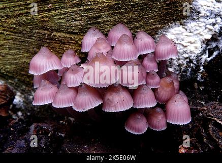 Miccena haematopus, comunemente noto come il casco sanguinante da fata, il cofano di borgogna, o il Miccena sanguinante, è una specie di fungo della famiglia Miccenaceae, dell'ordine Agaricales. È diffuso e diffuso in Europa e Nord America, ed è stato anche raccolto in Giappone e Venezuela. È saprotrophicÑmeaning che ottiene le sostanze nutrienti consumando la matterÑand organica decomponente i corpi della frutta compaiono in piccoli gruppi o raggruppamenti sui tronchi, tronchi e ceppi decadenti degli alberi decidui, particolarmente il faggio. Credito: BSpragg Foto Stock