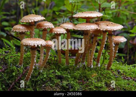 Probabile Pholiota subflammans. I fenicci di Pholiota, comunemente noti come foliota gialla, il feniccio di Pholiota, o scalecap di fiamma, è un fungo basidiomycete agarico del genere Pholiota. Il suo corpo fruttato è di colore giallo-dorato, mentre il suo cappuccio e il suo gambo sono ricoperti di scaglie affilate. Poiché si tratta di un fungo saprobico, i corpi di frutta compaiono tipicamente in grappoli sulle paratelle di alberi di conifere morti. Fotografato in Nuova Zelanda Credit: BSpragg Foto Stock