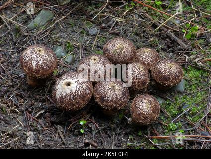 Apioperdon piryforme comunemente noto come puffball a forma di pera o puffball moncone, è un fungo saprobico presente in gran parte del mondo. Emergendo in autunno, questo puffball è comune e abbondante sui tronchi decadenti sia di legno deciduo che di legno di conifere. È considerata una scelta commestibile quando ancora immatura e la carne interiore è bianca. È spesso chiamato Lycooperdon piryform, ma è stato trasferito ad Apioperdon nel 2017 sulla base di differenze filogenetiche e morfologiche. È l'unica specie del genere.??Credit: BSpragg Foto Stock