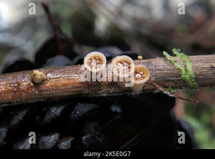 Le Nidulariaceae (nido piccolo) sono una famiglia di funghi dell'ordine Agaricales. Comunemente noti come i funghi nido dell'uccello, i loro corpi fruttiferi assomigliano ai nidi degli uccelli uovo-riempiti piccoli '. Come loro sono saprobic, alimentando su materia organica che decompone. Spesso visto crescere su legno decadente e in suoli arricchiti con trucioli di legno o di corteccia pacciame; ampiamente distribuito nella maggior parte delle regioni ecologiche. I cinque generi all'interno della famiglia, cioè: Crocibulum, Cyathus, Mycocalia, Nidula e Nidularia si distinguono tra loro per le differenze di morfologia e struttura peridiolica. Credito: BSpragg Foto Stock