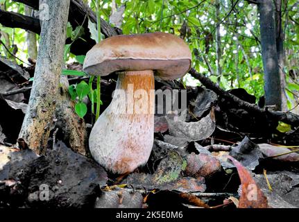 Un bolete è un tipo di fungo, o corpo fungino fruttito. Può essere identificato grazie all'esclusivo tappo a fungo. Il tappo è chiaramente diverso dallo stelo. Sul lato inferiore della capsula è solitamente presente una superficie spugnosa con pori, al posto delle branchie tipiche dei funghi. Tuttavia, ci sono alcuni boleti che sono brancolati.'Bolete' è il nome comune inglese per le specie di fungo le cui capsule di fungo hanno questo aspetto. I boleti sono classificati nell'ordine Boletales. Non tutti i membri dell'Ordine Boletales sono boleti. ?Credit: BSpragg Foto Stock