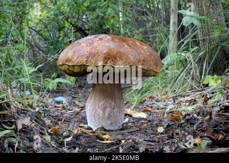 Un bolete è un tipo di fungo, o corpo fungino fruttito. Può essere identificato grazie all'esclusivo tappo a fungo. Il tappo è chiaramente diverso dallo stelo. Sul lato inferiore della capsula è solitamente presente una superficie spugnosa con pori, al posto delle branchie tipiche dei funghi. Tuttavia, ci sono alcuni boleti che sono brancolati.'Bolete' è il nome comune inglese per le specie di fungo le cui capsule di fungo hanno questo aspetto. I boleti sono classificati nell'ordine Boletales. Non tutti i membri dell'Ordine Boletales sono boleti. ?Credit: BSpragg Foto Stock