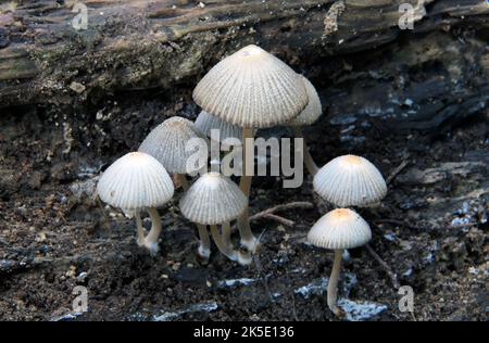 Coprinellus divaratus (in precedenza Coprinus divaratus; comunemente noto come "fairy inkcap" o "troping crumble cap") è una specie di fungo agarico della famiglia delle Psathyrellaceae. A differenza della maggior parte degli altri funghi coprinoidi, C. dissematus non si dissolve in inchiostro nero (deliquesce) in maturità. La specie è stata data il suo nome attuale nel 1939 da Jakob Emanuel Lange. Coprinellus dissematus ha circa 143 sessi (tipi di accoppiamento). La specie è non velenosa. ?Credit: BSpragg Foto Stock