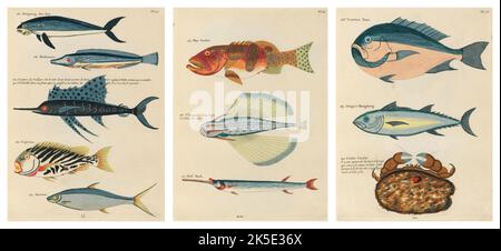 Antiche illustrazioni di pesci, granchi e gamberi con annotazioni in francese. Da Poissons di Louis Renard, Ecrevisses et Crabes, pubblicato nel 1754. Incisioni in rame colorato disposte affiancate in 2 pagine dal titolo originale. Foto Stock