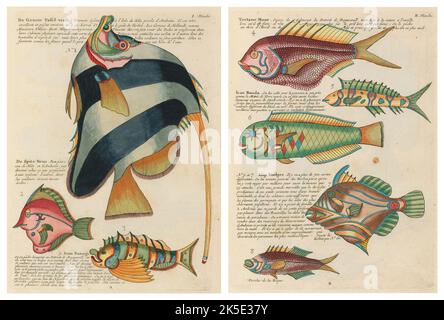 Antiche illustrazioni di pesci, granchi e gamberi con annotazioni in francese. Da Poissons di Louis Renard, Ecrevisses et Crabes, pubblicato nel 1754. Incisioni in rame colorato disposte affiancate in 2 pagine dal titolo originale. Foto Stock