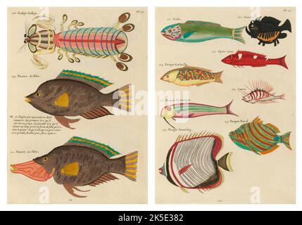 Antiche illustrazioni di pesci, granchi e gamberi con annotazioni in francese. Da Poissons di Louis Renard, Ecrevisses et Crabes, pubblicato nel 1754. Incisioni in rame colorato disposte affiancate in 2 pagine dal titolo originale. Foto Stock