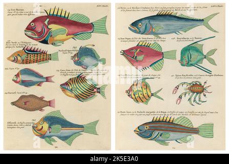 Antiche illustrazioni di pesci, granchi e gamberi con annotazioni in francese. Da Poissons di Louis Renard, Ecrevisses et Crabes, pubblicato nel 1754. Incisioni in rame colorato disposte affiancate in 2 pagine dal titolo originale. Foto Stock