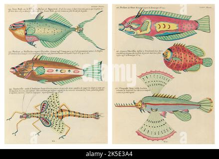 Antiche illustrazioni di pesci, granchi e gamberi con annotazioni in francese. Da Poissons di Louis Renard, Ecrevisses et Crabes, pubblicato nel 1754. Incisioni in rame colorato disposte affiancate in 2 pagine dal titolo originale. Foto Stock