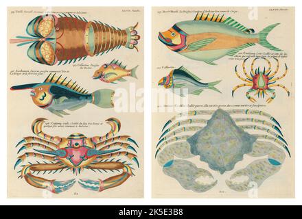 Antiche illustrazioni di pesci, granchi e gamberi con annotazioni in francese. Da Poissons di Louis Renard, Ecrevisses et Crabes, pubblicato nel 1754. Incisioni in rame colorato disposte affiancate in 2 pagine dal titolo originale. Foto Stock