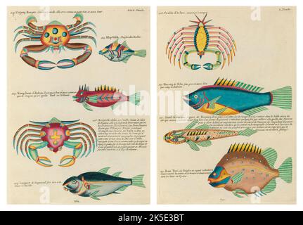 Antiche illustrazioni di pesci, granchi e gamberi con annotazioni in francese. Da Poissons di Louis Renard, Ecrevisses et Crabes, pubblicato nel 1754. Incisioni in rame colorato disposte affiancate in 2 pagine dal titolo originale. Foto Stock