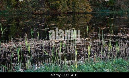 La calma acqua del fiume in una stagione autunnale in una vista dal lungofiume erboso. Albero caduto foglie telaio galleggiante sulla superficie del fiume acqua. Foto Stock