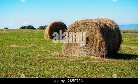 Campo tosato con balle di fieno davanti al cielo blu Foto Stock