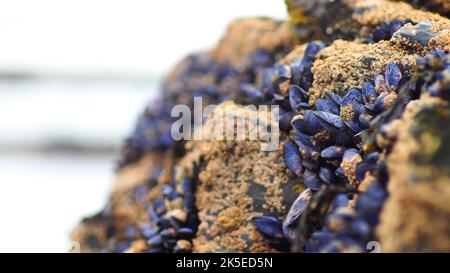 Un primo piano di cozze sulle rocce costiere durante la bassa marea Foto Stock