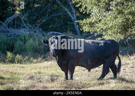 Grande, maturo, nero Angus bull nel tardo pomeriggio alla luce del sole guardando la fotocamera. Foto Stock