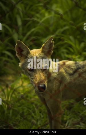 Un giovane coyote selvaggio in un campo con scoscuro recinto Foto Stock