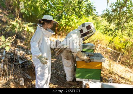Apicoltore che istituisce l'alveare con l'aiuto di un assistente Foto Stock