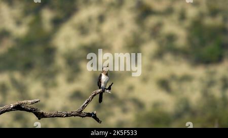 Reed Cormorant (Phalacrocorax africanus) Pilanesberg Nature Reserve, Sudafrica Foto Stock