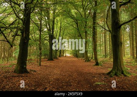 Sentiero attraverso il bosco a foglia larga, Trellech, Galles. Foto Stock