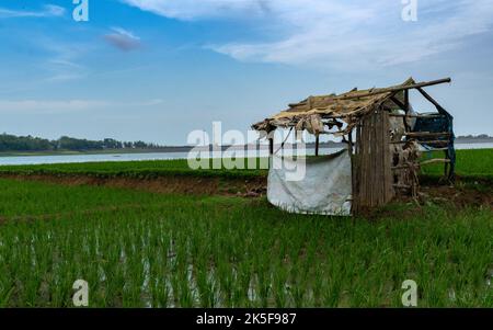 Campo di riso paesaggio Foto Stock