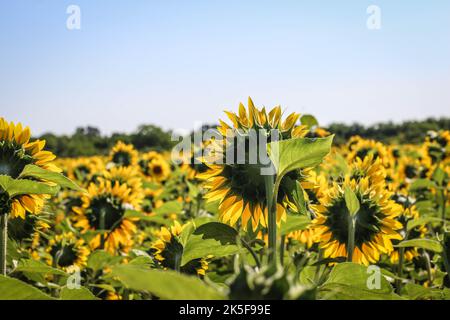 Fiori gialli di girasoli in Vojvodina, Serbia Foto Stock