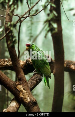 Una verticale di un pappagallo verde coronato rosso arroccato su un ramo catturato nel Central Park Zoo di New York Foto Stock