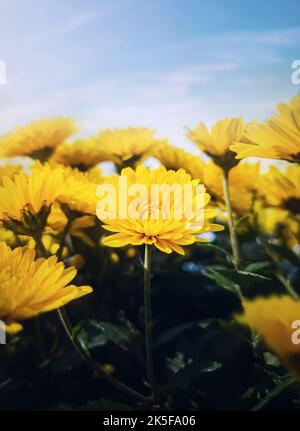 Primo piano giallo crisantemo fiori nel campo. Autunno stagione natura verticale sfondo di squisiti crisanths fiorenti Foto Stock