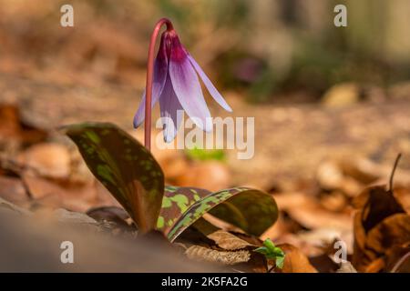 Il fragile fiore primaverile, la viola del dogtooth, o un dens-canis, sviluppantisi nella foresta con le foglie asciutte sul terreno. Sfondo marrone sfocato. Foto Stock