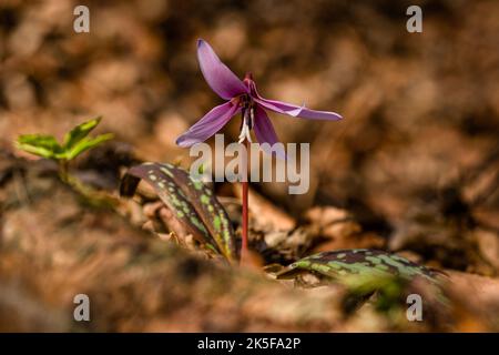 Il fragile fiore primaverile, la viola del dogtooth, o un dens-canis, sviluppantisi nella foresta con le foglie asciutte sul terreno. Sfondo marrone sfocato. Foto Stock