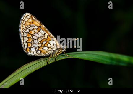 Heath fritillary Foto Stock