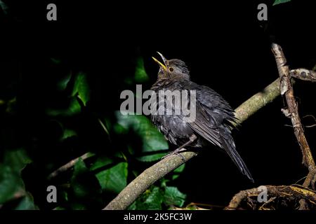 Il giovane Blackbird si sta riscaldando al sole della mattina presto Foto Stock