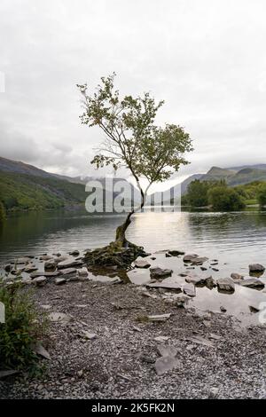 Il Lonely Tree, un albero solitario sulle rive di Llyn Padarn vicino a Llanberis, Galles, Regno Unito Foto Stock