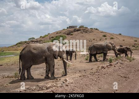 Elefante africano, Loxodonta africana, Elephantidae, Parco Nazionale di Amboseli, Kenya, Africa Foto Stock