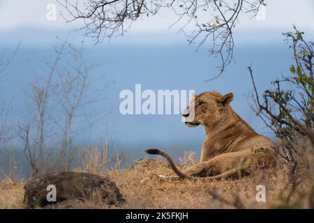 Leone, Panthera leo, Flidae, Parco Nazionale del Lago Nakuru, Kenya, Africa Foto Stock