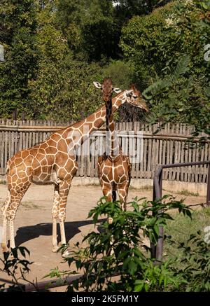 Giraffa reticolare (Giraffa reticulata o Giraffa camelopardalis reticulata), conosciuta anche come giraffa somala, Bioparco di Roma, zoo di Roma, Italia Foto Stock