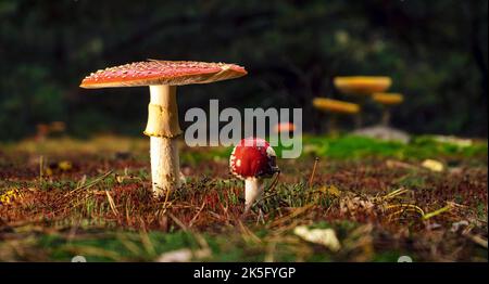 Rosso brillante macchiato mosca agarico in una foresta di pulizia in autunno. Foto Stock