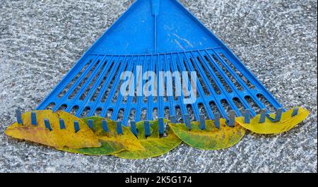 rastrello da giardinaggio in plastica blu con foglie autunnali. Foto Stock