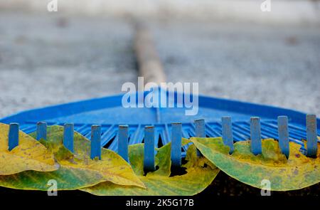 rastrello da giardinaggio in plastica blu con foglie autunnali. Foto Stock