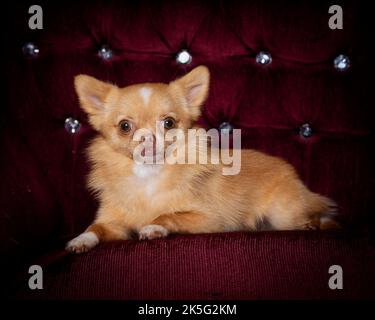 Piccolo cane Pomchi - cane da compagnia, carino e soffice, piccolo cane Foto Stock