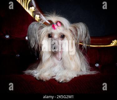Un'immagine di un cane crested cinese in un ambiente professionale studio sdraiato su un divano Foto Stock
