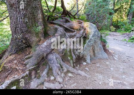 Le radici di un grande albero marrone nel mezzo della foresta verde con muschio verde e rocce Foto Stock