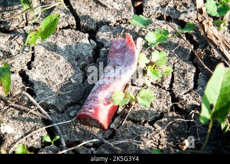 Capua, Italia. 08th Ott 2022. Cartucce di caccia abbandonate in una terra dopo la spedizione di caccia, Italia meridionale. (Foto di Vincenzo Izzo/Sipa USA) Credit: Sipa USA/Alamy Live News Foto Stock