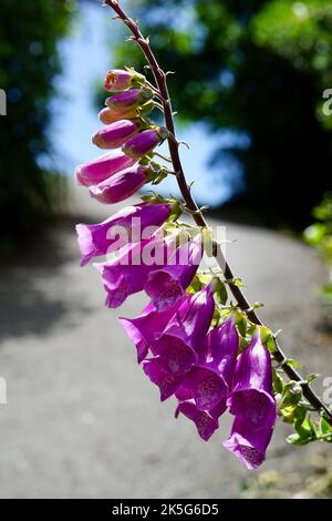 Un colpo verticale di fiori di foxglove dal giardino delle regine a Nelson, Nuova Zelanda Foto Stock