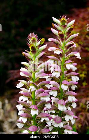 Un colpo verticale di fiori di foxglove dal giardino delle regine a Nelson, Nuova Zelanda Foto Stock