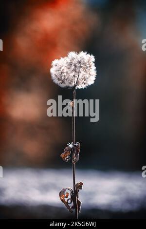 Una ripresa verticale drammatica di un fiore di dente di leone Foto Stock