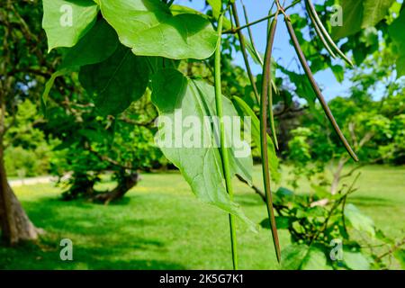 Fogliame e frutti dell'albero della Catalpa Meridionale (Catalpa bignonioides) presso la Casa del tè Cinese, Parco Sanssouci, Potsdam, Brandeburgo, Germania. Foto Stock