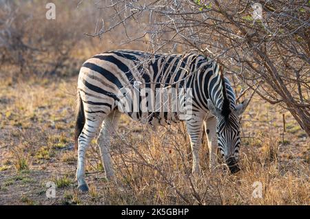 Il principale residente del Parco Nazionale di Kruger è la zebra pianeggiante, che può essere distinta dalla zebra montana dalle linee d'ombra tra Foto Stock