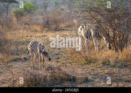 Il principale residente del Parco Nazionale di Kruger è la zebra pianeggiante, che può essere distinta dalla zebra montana dalle linee d'ombra tra Foto Stock