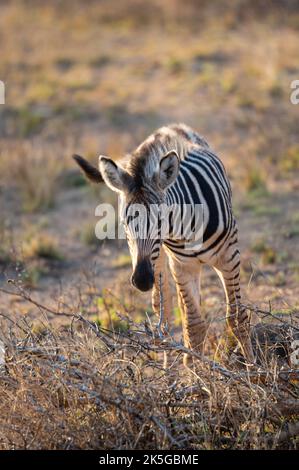 Il principale residente del Parco Nazionale di Kruger è la zebra pianeggiante, che può essere distinta dalla zebra montana dalle linee d'ombra tra Foto Stock